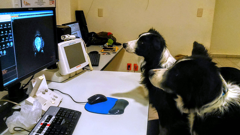 Two border collies sit on chairs and look at a computer screen that shows an image of a brain.
