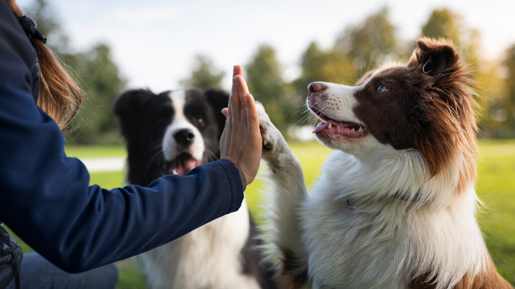 A seated border collie does a high-five with a person as another seated border collie watches.