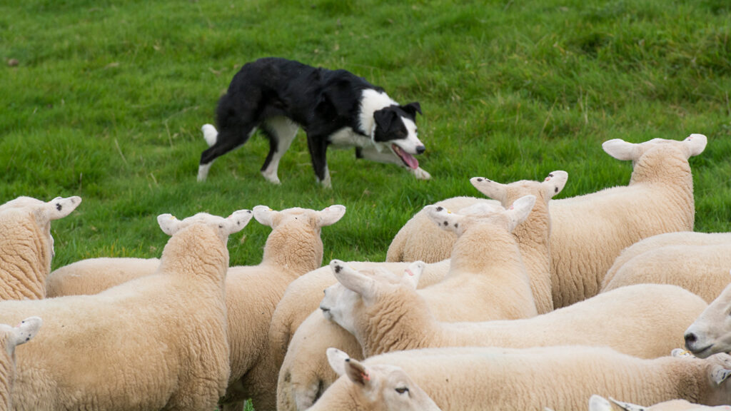 A black and white border collie has its head lowered while staring at a flock of sheep in a grassy field.