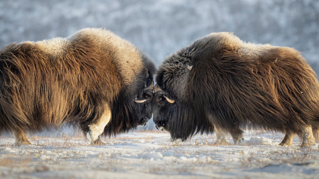 Two musk oxen butt heads on a snowy landscape with a hillside in the background.