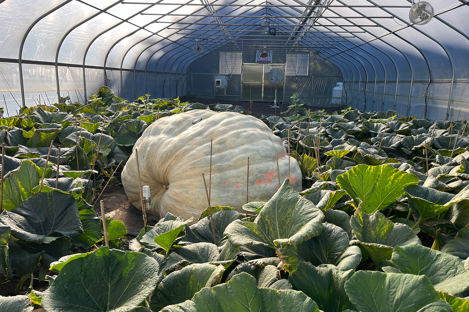 A large white pumpkin grows inside a pumpkin patch that is located in a greenhouse.