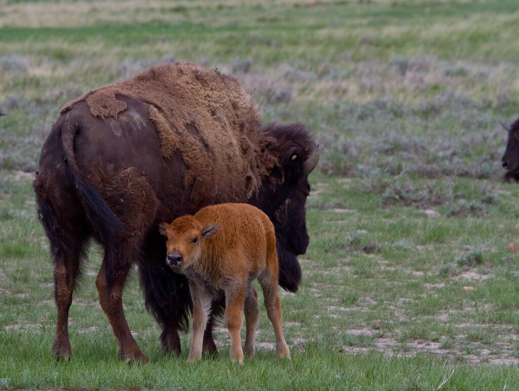 A bison calf stands next to its mother on grassy land.