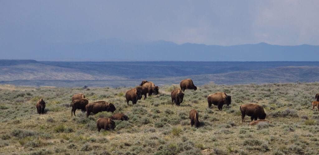 Several bison graze on grassy land with mountains in the background.