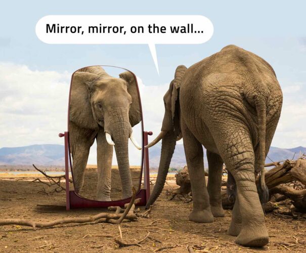 An elephant on a plain looks at itself in a mirror and says, “Mirror, mirror on the wall…”